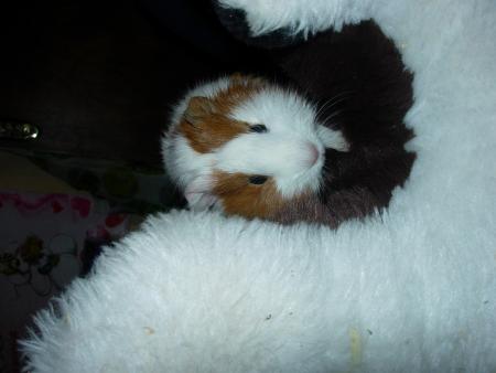 Ca ces mon cochon d'inde